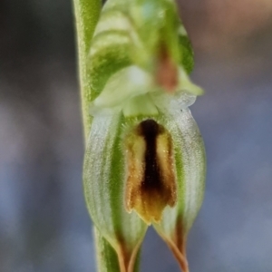 Bunochilus montanus at Paddys River, ACT - 30 Jul 2021