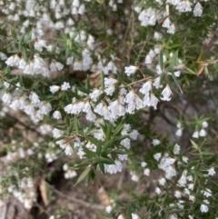 Leucopogon setiger (A Beard Heath) at Woodlands, NSW - 31 Jul 2021 by JanetMW