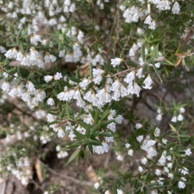 Leucopogon setiger (A Beard Heath) at Woodlands, NSW - 31 Jul 2021 by JanetMW