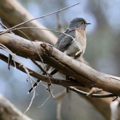 Cacomantis flabelliformis (Fan-tailed Cuckoo) at Springdale Heights, NSW - 29 Jul 2021 by PaulF