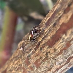 Opisthoncus sp. (genus) at Murrumbateman, NSW - 29 Jul 2021 02:39 PM