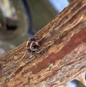 Opisthoncus sp. (genus) at Murrumbateman, NSW - 29 Jul 2021 02:39 PM