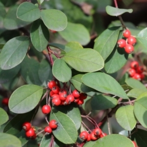 Cotoneaster glaucophyllus at Symonston, ACT - 31 Jul 2021 02:10 PM