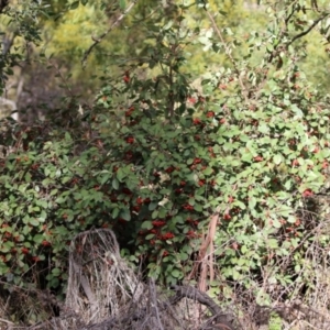 Cotoneaster glaucophyllus at Symonston, ACT - 31 Jul 2021