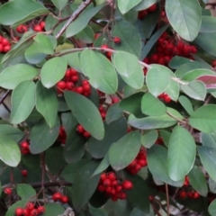 Cotoneaster glaucophyllus at Symonston, ACT - 31 Jul 2021