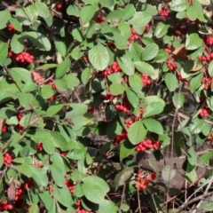 Cotoneaster glaucophyllus at Symonston, ACT - 31 Jul 2021 02:10 PM