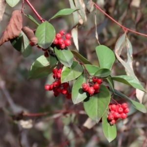 Cotoneaster glaucophyllus at Symonston, ACT - 31 Jul 2021 02:10 PM