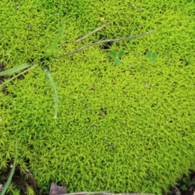 Pottiaceae (family) (A moss) at Jerrabomberra, ACT - 31 Jul 2021 by RodDeb