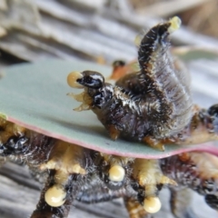 Perga sp. (genus) (Sawfly or Spitfire) at Yass River, NSW - 8 Jul 2021 by SenexRugosus