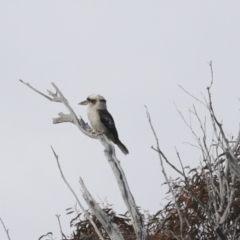 Dacelo novaeguineae (Laughing Kookaburra) at Molonglo River Reserve - 27 Jul 2021 by AlisonMilton