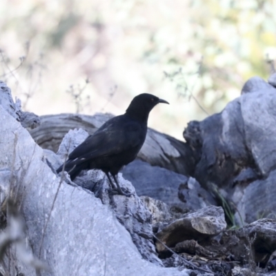 Corcorax melanorhamphos (White-winged Chough) at Molonglo River Reserve - 27 Jul 2021 by AlisonMilton