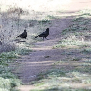 Corcorax melanorhamphos at Holt, ACT - 27 Jul 2021