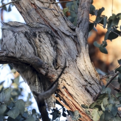 Podargus strigoides (Tawny Frogmouth) at Hughes, ACT - 29 Jul 2021 by AlisonMilton