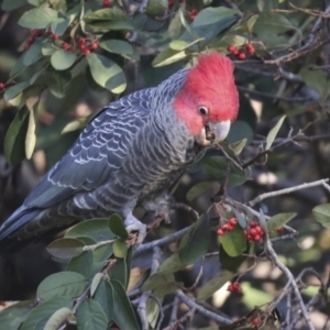 Callocephalon fimbriatum at Hughes, ACT - 29 Jul 2021