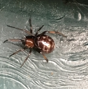 Steatoda capensis at Garran, ACT - 24 Jul 2021