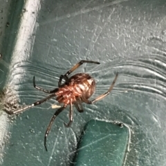 Steatoda capensis at Garran, ACT - suppressed