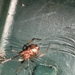 Steatoda capensis at Garran, ACT - 24 Jul 2021