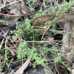 Galium gaudichaudii subsp. gaudichaudii (Rough Bedstraw) at O'Malley, ACT - 24 Jul 2021 by Tapirlord