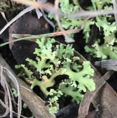 Heterodea sp. at O'Malley, ACT - 24 Jul 2021 03:54 PM