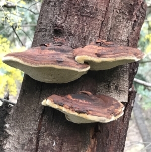 Inonotus s.l. at O'Malley, ACT - 24 Jul 2021