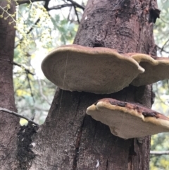 Inonotus s.l. at O'Malley, ACT - 24 Jul 2021