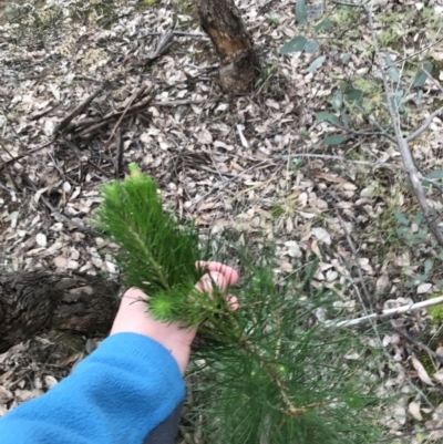 Pinus radiata (Monterey or Radiata Pine) at O'Malley, ACT - 24 Jul 2021 by Tapirlord