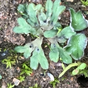 Riccia sp. (genus) at O'Malley, ACT - 24 Jul 2021