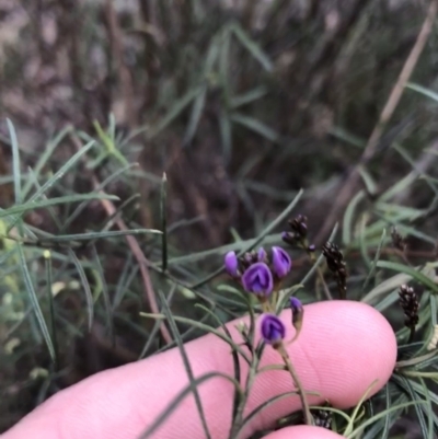 Glycine clandestina (Twining Glycine) at O'Malley, ACT - 24 Jul 2021 by Tapirlord