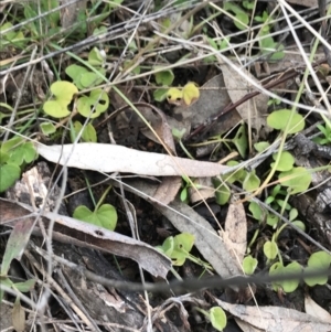 Dichondra repens at O'Malley, ACT - 24 Jul 2021