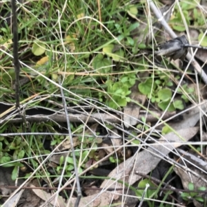 Dichondra repens at O'Malley, ACT - 24 Jul 2021