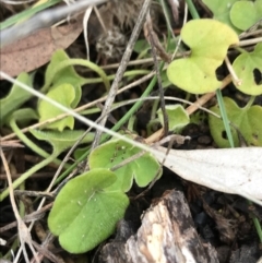 Dichondra repens at O'Malley, ACT - 24 Jul 2021