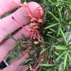 Grevillea juniperina subsp. fortis at O'Malley, ACT - 24 Jul 2021