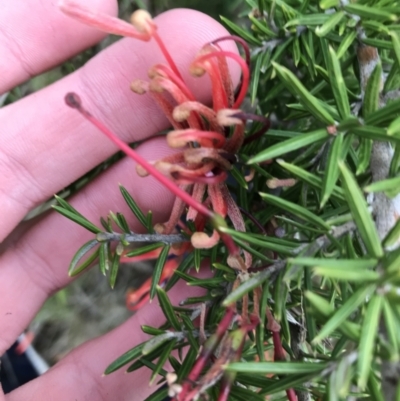 Grevillea juniperina subsp. fortis (Grevillea) at O'Malley, ACT - 24 Jul 2021 by Tapirlord