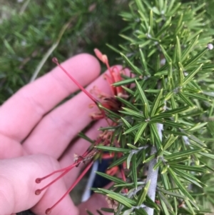 Grevillea juniperina subsp. fortis at O'Malley, ACT - 24 Jul 2021