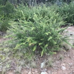 Grevillea juniperina subsp. fortis at O'Malley, ACT - 24 Jul 2021