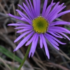 Brachyscome spathulata (Coarse Daisy, Spoon-leaved Daisy) at Acton, ACT - 31 Jul 2021 by Ned_Johnston