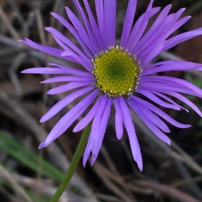 Brachyscome spathulata (Coarse Daisy, Spoon-leaved Daisy) at Acton, ACT - 31 Jul 2021 by Ned_Johnston