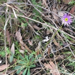 Brachyscome spathulata at Acton, ACT - 31 Jul 2021