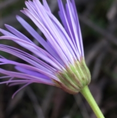 Brachyscome spathulata at Acton, ACT - 31 Jul 2021