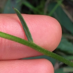 Brachyscome spathulata at Acton, ACT - 31 Jul 2021 03:03 PM