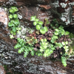 Asplenium subglandulosum at Acton, ACT - 31 Jul 2021 03:20 PM