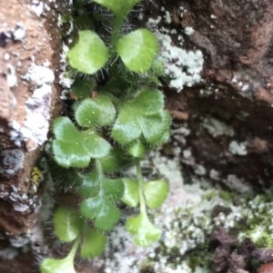 Pleurosorus rutifolius at Acton, ACT - 31 Jul 2021