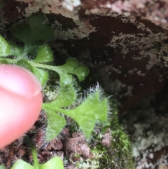 Asplenium subglandulosum at Acton, ACT - 31 Jul 2021 03:20 PM