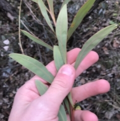 Acacia rubida at O'Malley, ACT - 24 Jul 2021