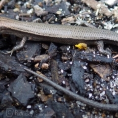 Lampropholis delicata (Delicate Skink) at Blue Mountains National Park, NSW - 5 Dec 2017 by PatrickCampbell