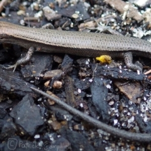 Lampropholis delicata at Blue Mountains National Park, NSW - 6 Dec 2017