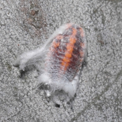 Monophlebulus sp. (genus) (Giant Snowball Mealybug) at ANBG - 4 Jun 2021 by TimL