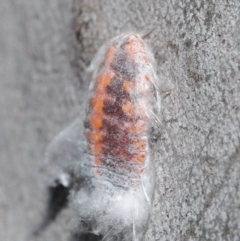 Monophlebulus sp. (genus) at Acton, ACT - 4 Jun 2021 11:57 AM