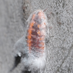 Monophlebulus sp. (genus) at Acton, ACT - 4 Jun 2021