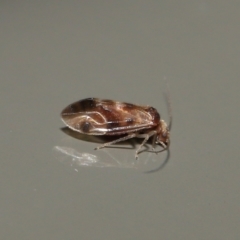 Psocodea 'Psocoptera' sp. (order) at Acton, ACT - 25 Jun 2021